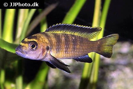 Chindongo Flavus (Tidl. Pseudotropheus Flavus)